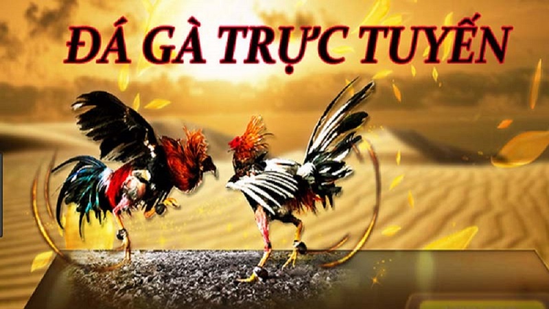 Đá gà trực tuyến